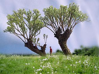 PD-Knotwilgen.jpg